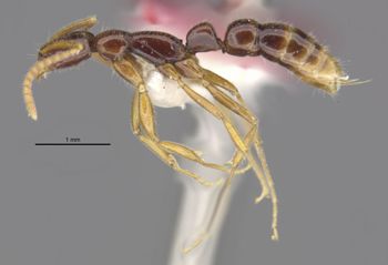 Media type: image;   Entomology 35864 Aspect: habitus lateral view